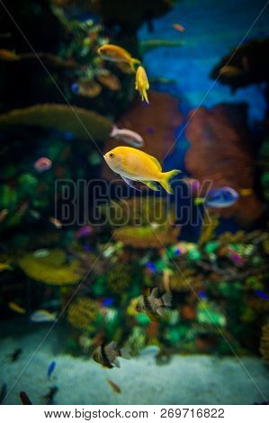 A Marine Aquarium With Fishes And Seaweed