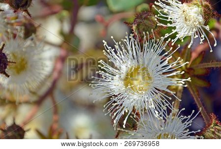 White And Yellow Dwarf Apple Gum Tree Flower, Angophora Hispida, Royal National Park, Sydney, Austra