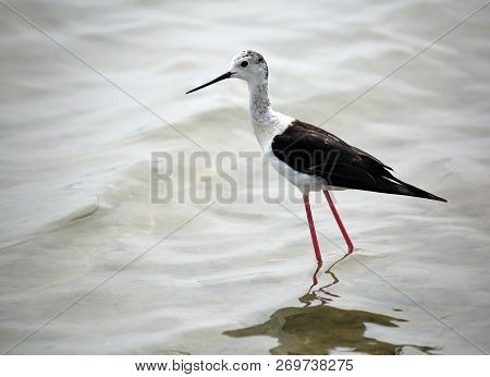 Bird Called Black-winged Stilt With A Long Beak In The Marshy Water