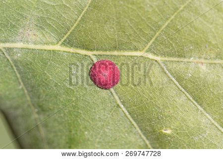 Red Common Spangle Gall Of The Gall Wasp Neuroterus Quercusbaccarum