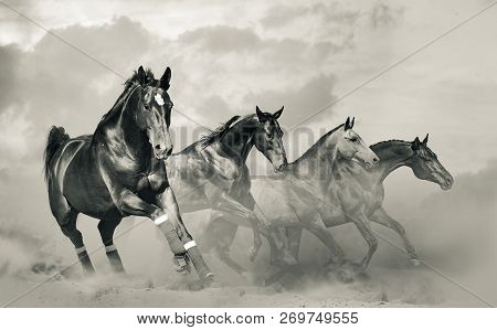 Beautiful Horses Herd Running In Monochromatic Tones