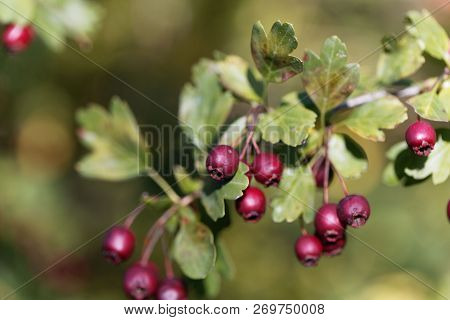 Berries Of A Common Hawthorn (crataegus Monogyna)
