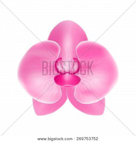 Realistic Detailed 3d Flower Orchid On White. Vector
