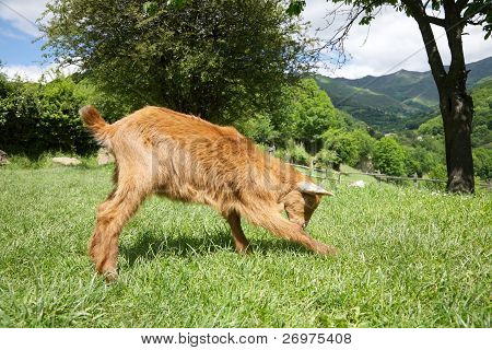 Geit spelen In Asturië