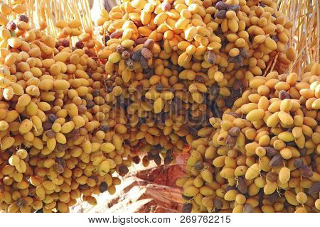 Ripe Fruits Of Date Tree Hang On Tree Closeup. Yellow Dates Hang On Tree