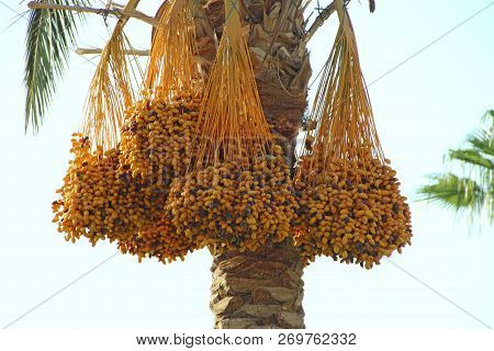 Ripe Fruits Of Date Tree Hang On Tree. Dates Hang On Tree. Tropical Fruits