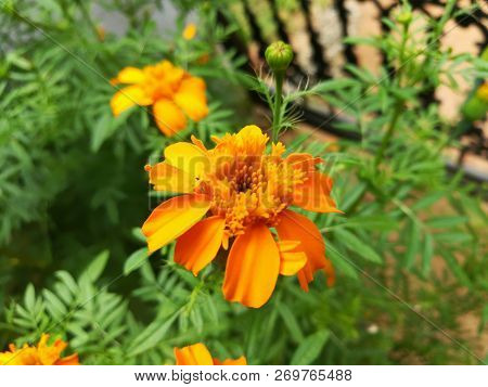 Beautiful Yellow Color Flower. Kerala Jamanthi Flower