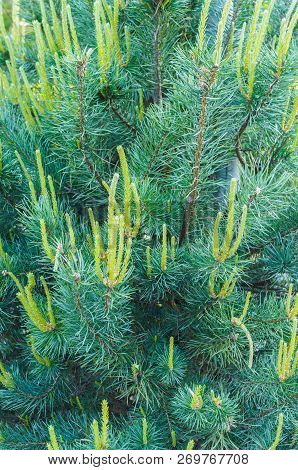 Young Shoots Of Pine In Early Spring.