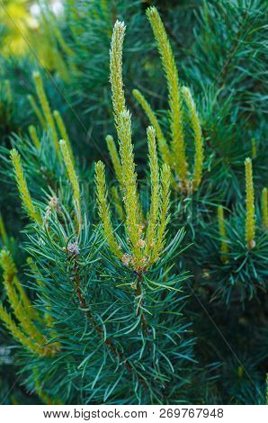 Young Shoots Of Pine In Early Spring.