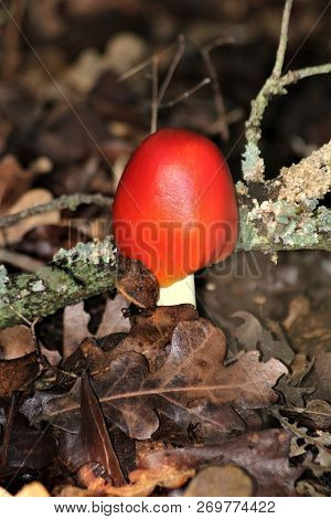 Close-up Of A Bright Red Amanita Mushroom Growing Up Out Of The Ground, Surrounded By Autumn Leaves 