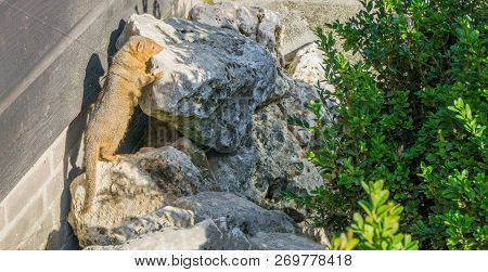 Brown Common Dwarf Mongoose Standing Against A Rock Wild Animal From The South Of Africa