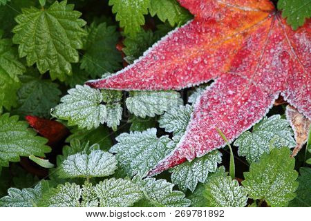 Nettle Plant And Red Sweet Gum Tree Leaf Covered With Rime. Selected Focus.