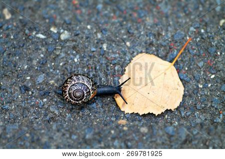 Little Black Snail Crawling On Fallen Leaf On Concrete Floor. Selected Focus.