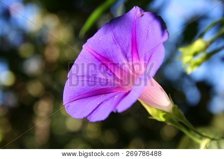 Ipomoea Is A Bright Decoration Of The Garden. Graceful Climbing Plant With Elegant Large Flowers. Gr