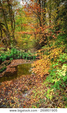 Autumn At Pegwhistle Burn In Plessey Woods, A Tributary Of The River Blyth In The Country Park In No