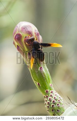 Vespula Germanica Is On The Flowers In Nature