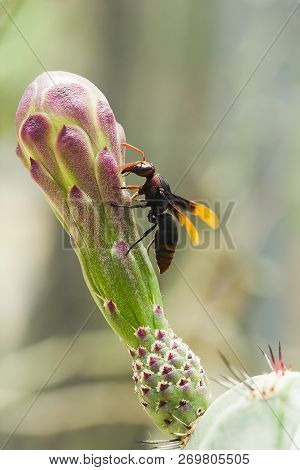 Vespula Germanica Is On The Flowers In Nature