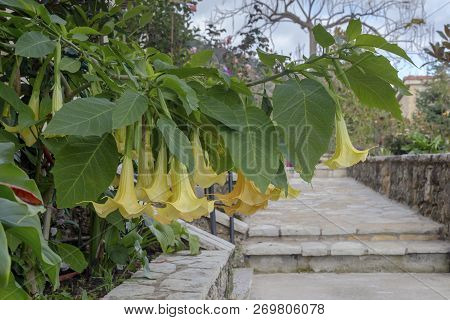 Brugmansia Bush (brugmansia Aurea) With Large Yellow Flowers Growing In The Autumn Close-up In The G