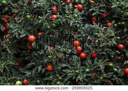 Winter Cherry Plant Solanum Pseudocapsicum Ornamental Plant For Christmas.