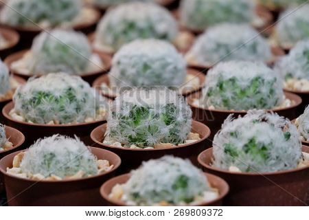 A Group Of Mammillaria Plumosa Cactus Flower In A Pot And Selling At The Houseplant Market