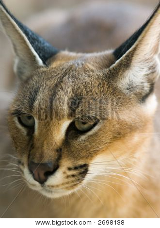 Karakal