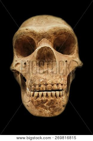 Neanderthal Skull Reproduction. Isolated Over Black Background