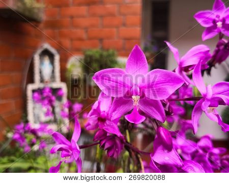 Bouquet Of Spathoglottis Plicata, Large Purple Orchid Or Philippine Ground Exotic Tropical Orchid In