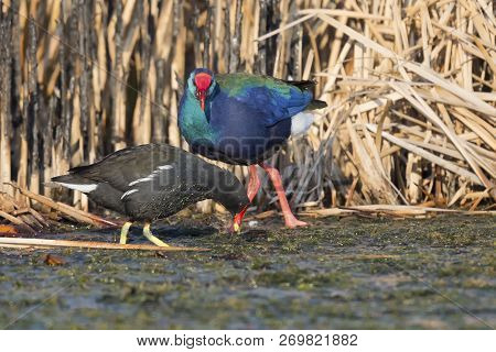 Common Moorhen And Purple Swamphen Walking In Shallow Water To Search For Food On A Cold Morning