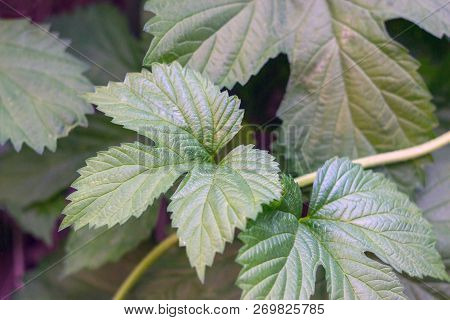 Poison Ivy Plant Garden Nature Natural Spring