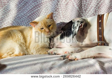 English Pointer And The Cat Lie On The Couch On A Sunny Day