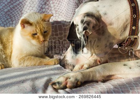 English Pointer And The Cat Lie On The Couch On A Sunny Day