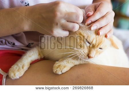 Women Cleans Cats Ears