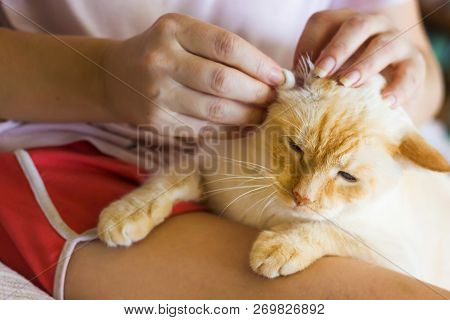 Women Cleans Cats Ears