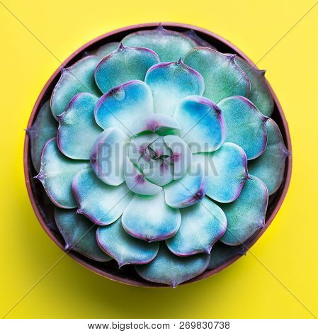Flat Lay Of A Secculent Plant Over Yellow Background, Green Trandy Plant Over Head, Square Crop