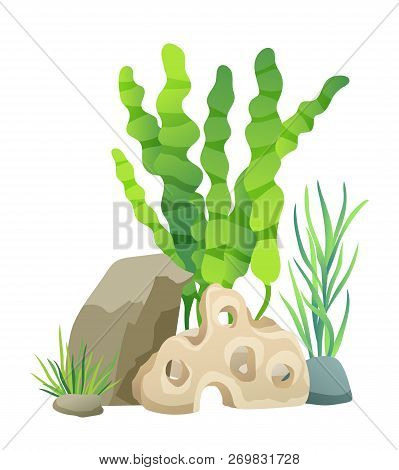 Green Vegetation Of Deep Sea. Decorations To Put In Aquariums. Stones With Holes And Plants Differen