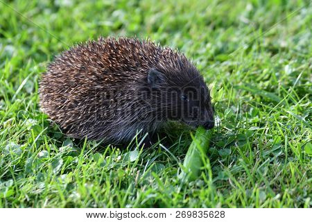 Wildlife Hedgehog Eats  Vegetables On The Grass