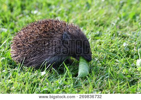 Wildlife Hedgehog Eats  Vegetables On The Grass