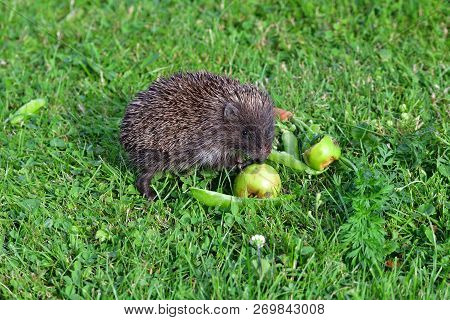 Wildlife Hedgehog Eats  Vegetables On The Grass