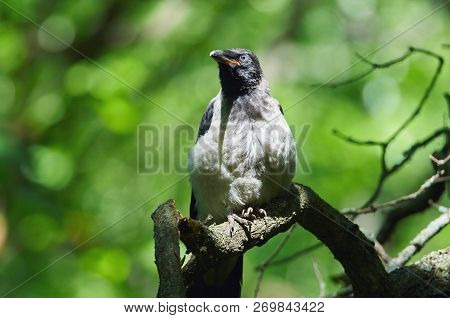 Yellow-beaked Chick Of Hooded Crow (corvus Cornix) Sits On A Branch In The Dense June Forest.