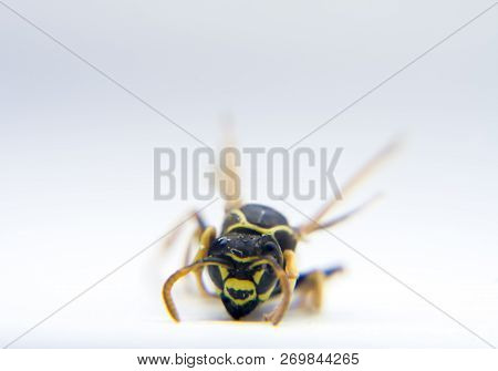 Wasp Vespidae Macro Photo, Close-up Isolated Background.