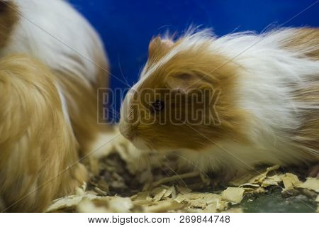 Guinea Pigs Close Up, Shallow Dof.the Guinea Pig Or Domestic Guinea Pig,cavia Porcellus,also Known A
