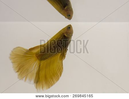 Siamese Fighting Fish Yellow Halfmoon Betta Splendens With Reflection. This Species Is Native To The