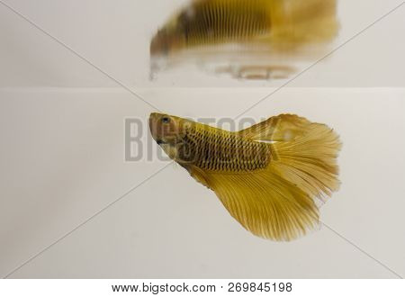 Siamese Fighting Fish Yellow Halfmoon Betta Splendens. They Are Called Pla-kad (fighting Fish) In Th
