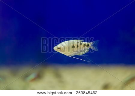 Three Spot Gourami. The Three Spot Gourami Trichopodus Trichopterus, Also Known As The Blue Gourami,