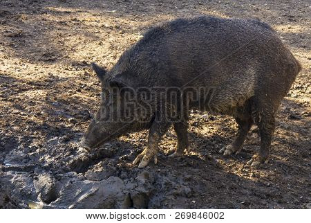 Wild Boar, Tusker Looking For Food In The Mud. As True Wild Boars Became Extinct In Britain Before T