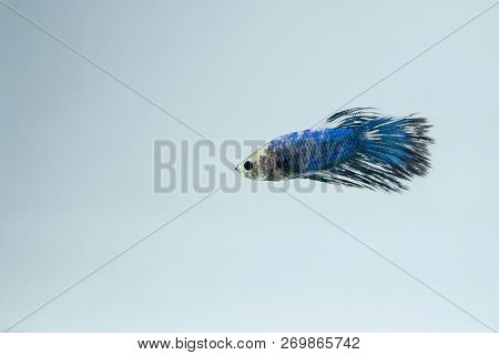 White Blue, Fancy Siamese Fighting Fish Posing In The Aquarium. Halfmoon Betta Splendens Species.