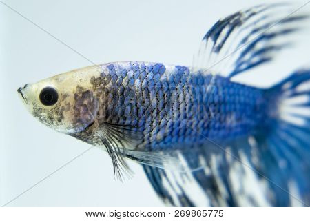 White Blue, Fancy Siamese Fighting Fish Posing In The Aquarium. Halfmoon Betta Splendens Species.