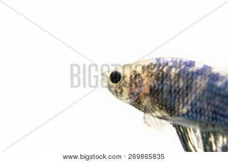 White Blue, Fancy Siamese Fighting Fish Posing In The Aquarium. Isolated On White Background. Halfmo