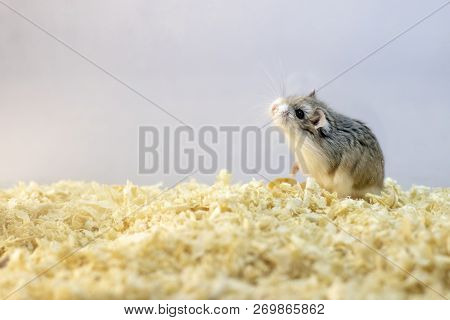 Roborovski Hamster In Wood Shavings Or Flakes With Solid Gray Background.