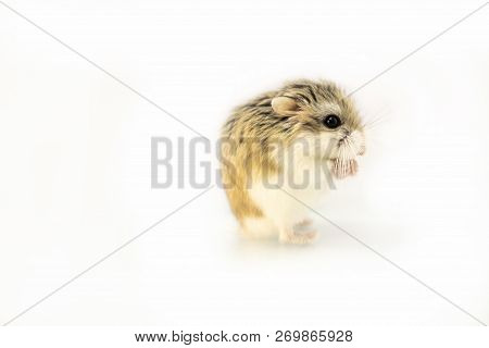 Roborovski Hamster Isolated On White Background, Hands Touching.